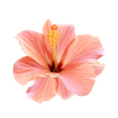 pink hibiscus flower isolated