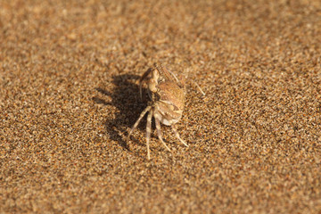 Small crab camouflaged on the beach sand