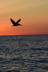 Fototapeta na wymiar Flying through the sunset