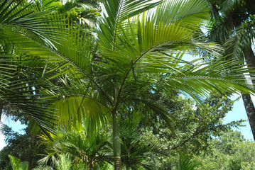 Palmiers, plantes tropicales de Martinique  (Département d'outre-mer)