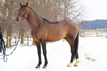 Fototapeta na wymiar Young brown stallion standing outdoors on a snow in winter
