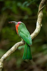Red-bearded Bee-eater