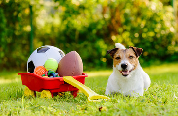 Dog with hoard of toys in cart inviting you to play © alexei_tm
