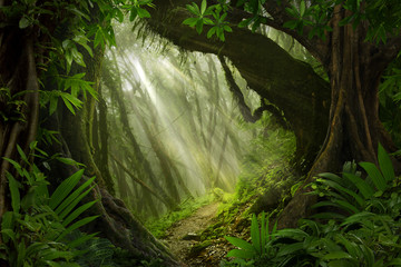 Asian tropical rainforest © quickshooting