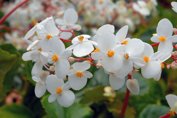 Bégonia blanc à tiges roses, fleur de Martinique (Département d'outre-mer)