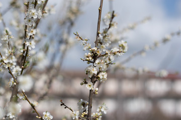 Plum blossoms in spring 