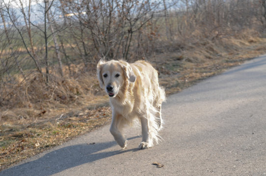 golden retriever hund rennt pbe rstra&szlig;e