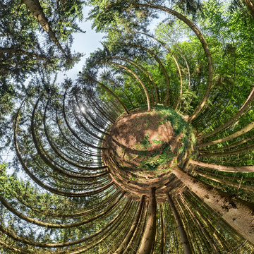 abstraktes Bild eines Waldes als Kugelpanorama