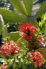 Fleurs rouges de Martinique et feuillage vert (Département d'outre-mer)