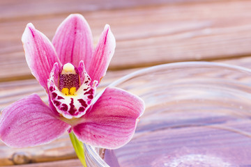Spa and wellness setting with orchid and oil on wooden dark background closeup