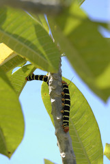chenille accrochée au feuillage vert, Martinique (Département d'outre-mer)