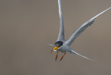 The River tern