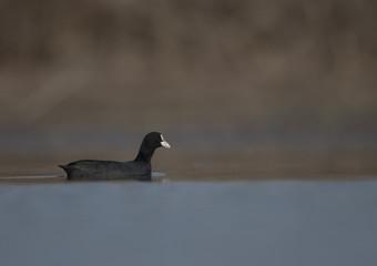 The Coot (Fulica)