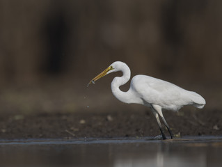 The Great White Egret with fish