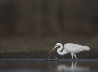 The Great White Egret fishing 