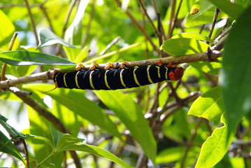 Chenille accrochée au feuillage, Martinique (Département d'outre-mer)