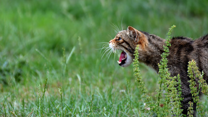 Scottish wild cat