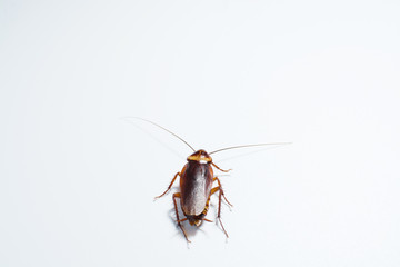 Cockroaches on gray background
