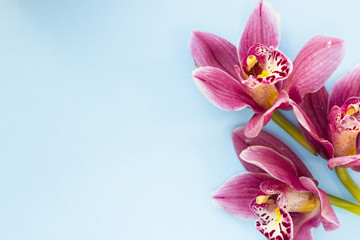 Spa and wellness setting with orchid on blue background copyspace