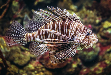 red lionfish swimming in a large aquarium
