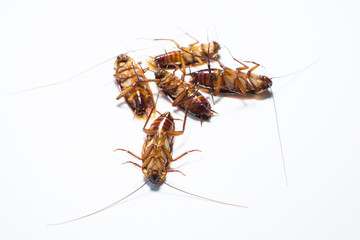 Five cockroaches on a white background.