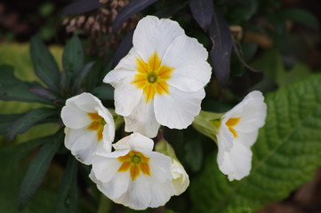 Fototapeta premium Flowers