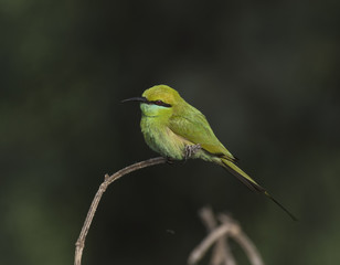 Little green Bee Eater
