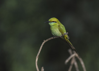Little green Bee Eater