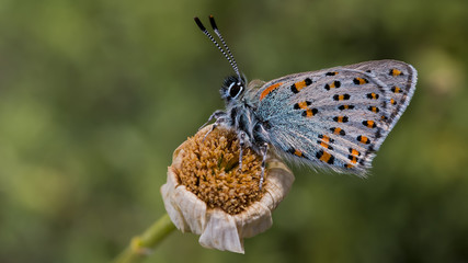 Anadolu Gelinciği - Tomares nogelii