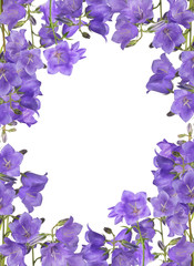 frame from large violet bellflowers on white