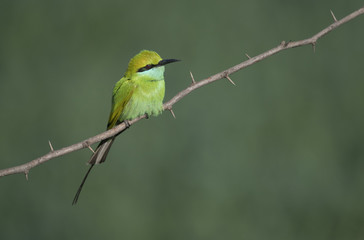 Obraz premium Little green Bee Eater