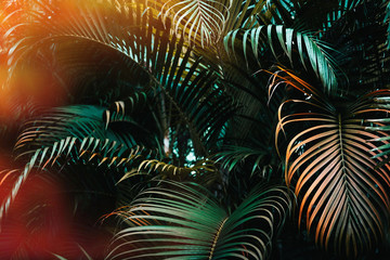 Obrazy na Szkle  Ciemnozielony wzór liści palmowych z jasnopomarańczowym efektem rozbłysku słonecznego. Kreatywny układ, stonowany, poziomy