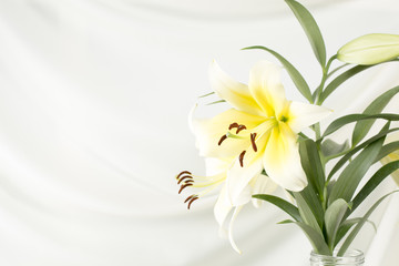 White lily in a glass vase on a white background