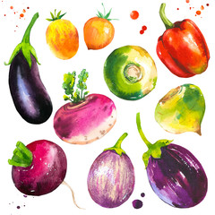 Watercolor illustration with farm grown illustrations. Vegetables set: pepper, tomato, turnip, radish, eggplant. Fresh organic food.