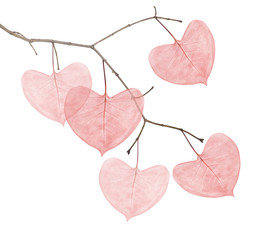branch with red heart shape leaves isolated on white