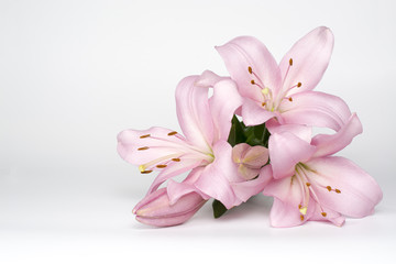 Beautiful pink lily  on a white background.