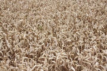 Cornfield in close up