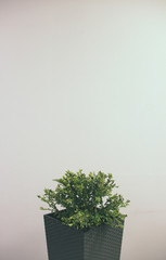 Minimalistic photo of a planter