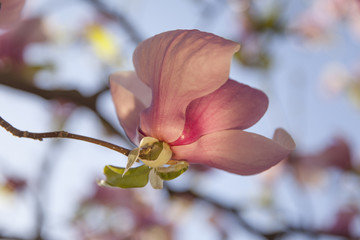 Pink magnolia flowers closeup