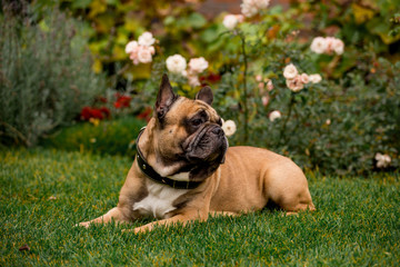 Beautiful French Bulldog in the autumn garden