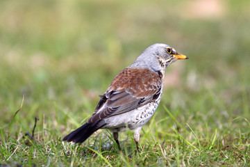 Single Fieldfare bird on grassy wetlands during a spring nesting period