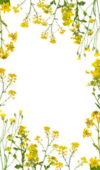isolated  wild yellow flowers frame