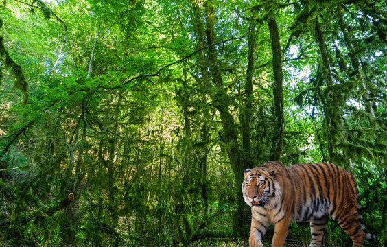 large tiger in landscape with green forest