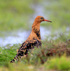 Single Ruff bird on grassy wetlands during a spring nesting period