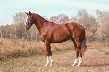 Exterior photo of a beautiful horse of the breed Ukrainian Horse