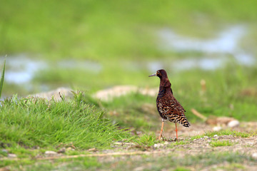 Single Ruff bird on grassy wetlands during a spring nesting period