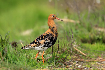Single Ruff bird on grassy wetlands during a spring nesting period