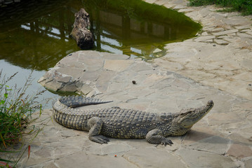 Big crocodile resting on the rocks