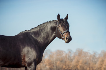 Obraz premium Exterior photo of a beautiful horse of the breed Ukrainian Horse