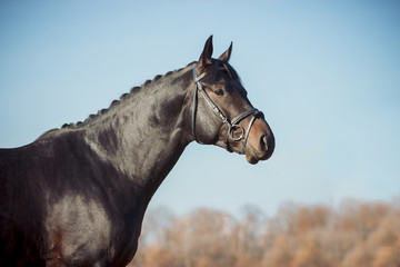 Exterior photo of a beautiful horse of the breed Ukrainian Horse